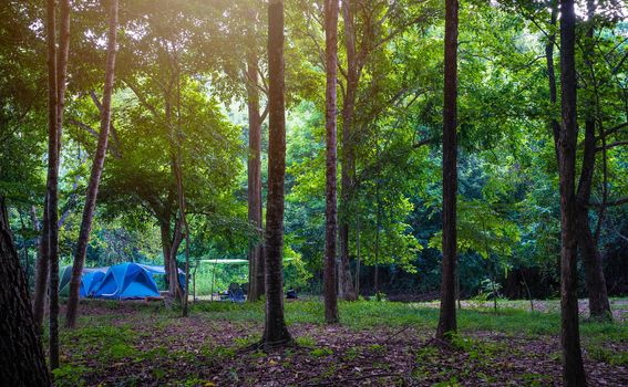 Camping and tent in nature park