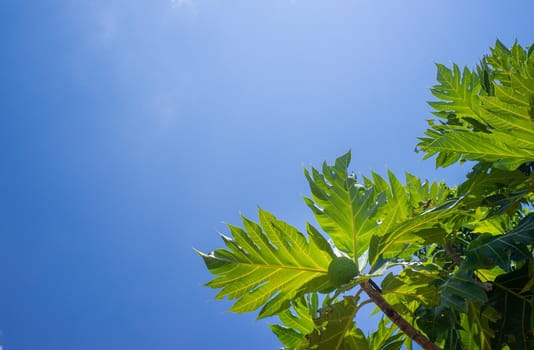 Artocarpus altilis,Bread fruit on tree in the garden with blue sky