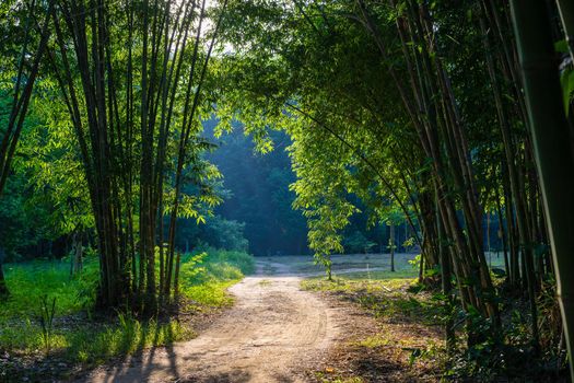 Walkway Lane Path with bamboo trees in forest