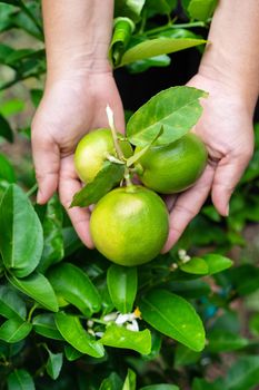 Green beautiful fresh limes in a woman's hand in the garden