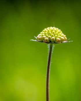 Spring flower on a green blurred background, detailed photo of spring flower