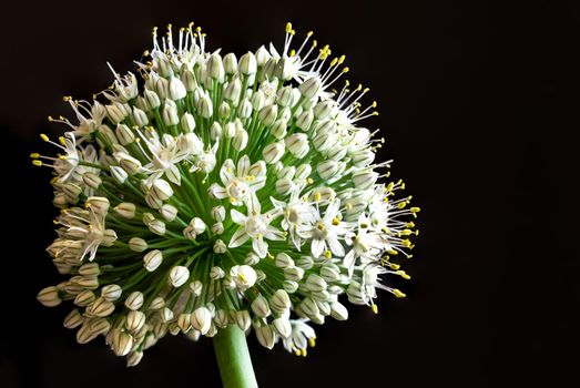 Onion flower on black background, close-up photo of growing onion vegetable 