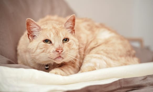 Light brown or beige cat with green eyes, resting on the bed.