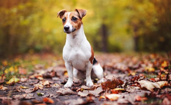 Small Jack Russell terrier dog sitting on brown leaves, nice blurred bokeh autumn background.