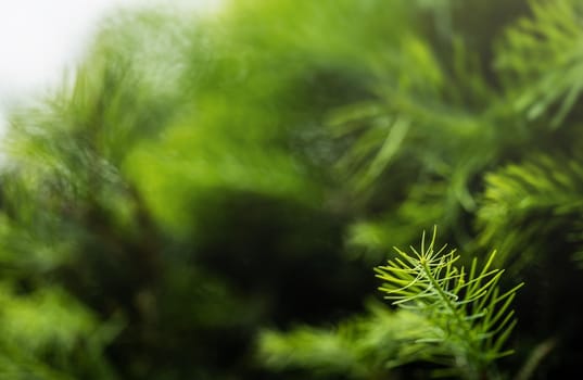 Fine fir growing on young coniferous tree, closeup shallow depth of field macro detail - only few blades in focus, abstract natural background space for text left side.