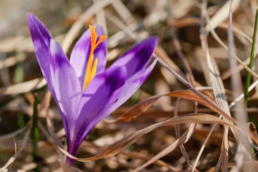 Sun shines on wild purple and yellow iris Crocus heuffelianus discolor flower growing in spring dry grass.