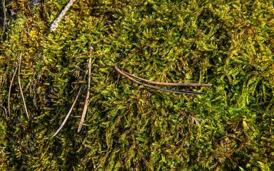 Fine green moss growing in forest some dry fir on, closeup macro detail, abstract natural background.