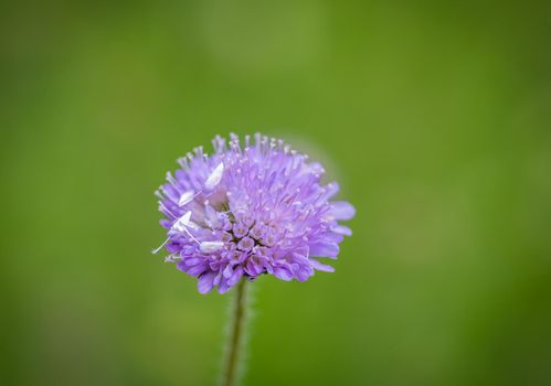 Beautiful violet flower on green blurred background, close-up photo of a spring flower