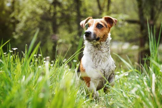 Small Jack Russell terrier sitting in grass, her fur very dirty from mud, looking attentively, blurred trees background.