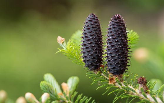 Young spruce abies species cones growing on branch with fir, closeup detail.