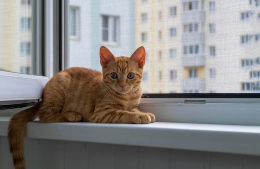 A small cute ginger tabby kitten sits on the window sill with a protective mosquito and anti-vandal anti-cat net and looks at the camera. Pets. Selective focus.