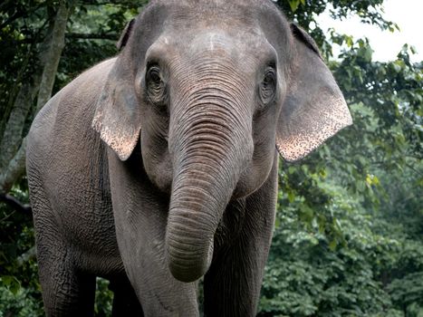 Elephant in nature park. wildlife