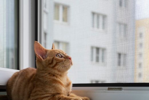 A small cute ginger tabby kitten sits on the window sill with a protective mosquito and anti-vandal anti-cat net and looks up. Pets. Selective focus.