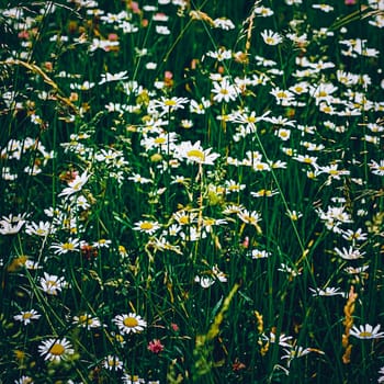 Daisy meadow in summer, green grass and blooming flowers, chamomile field as spring nature and floral background, botanical garden and eco environment.