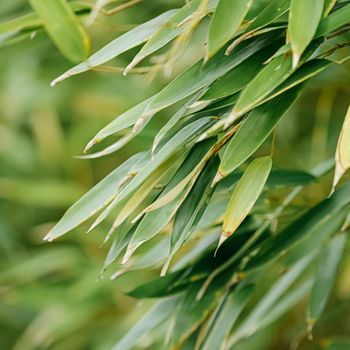 Bamboo background, fresh leaves on tree as nature, ecology and environment concept.