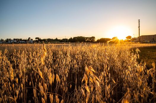 ditch grass at sunset of an orange color in the summer time