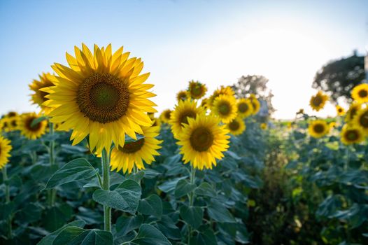 sunflower meadow at brightly colored summer sunset