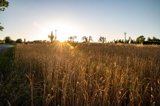 ditch grass at sunset of an orange color in the summer time