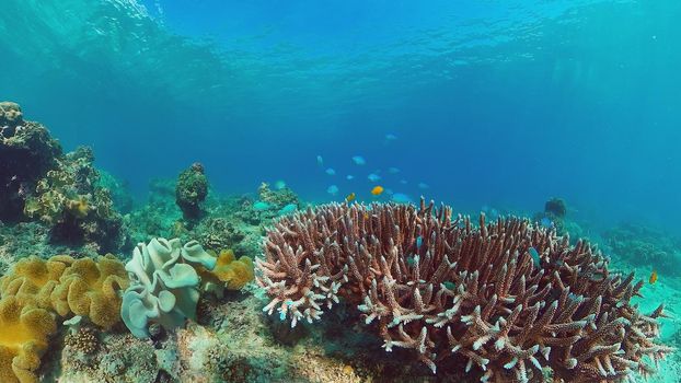 Beautiful underwater landscape with tropical fishes and corals. Life coral reef. Panglao, Bohol, Philippines. Philippines.