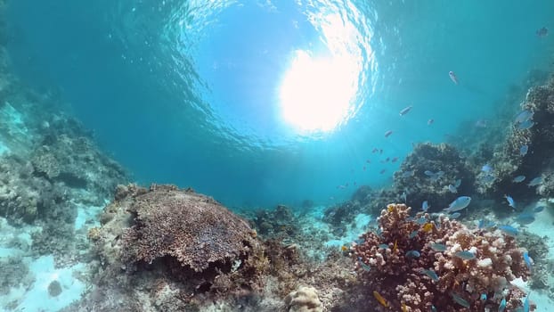 Tropical fishes and coral reef at diving. Underwater world with corals and tropical fishes. Panglao, Bohol, Philippines.