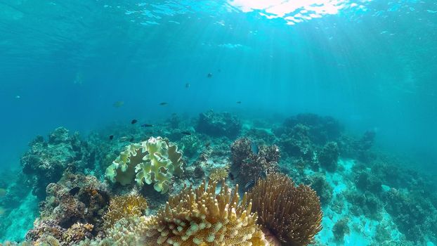 Coral reef underwater with tropical fish. Hard and soft corals, underwater landscape. Travel vacation concept. Panglao, Bohol, Philippines.
