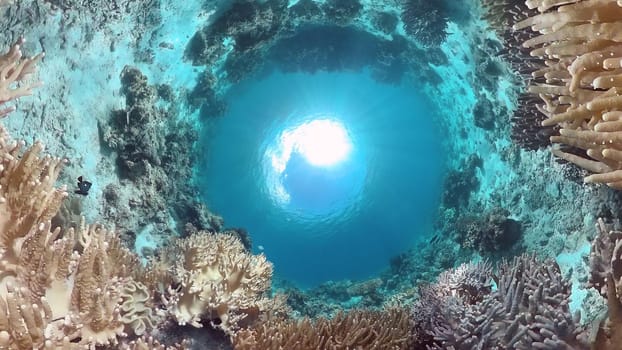 Sealife, Diving near a coral reef. Beautiful colorful tropical fish on the lively coral reefs underwater. Panglao, Bohol, Philippines.