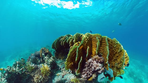 Tropical fishes and coral reef, underwater footage. Seascape under water. Panglao, Bohol, Philippines.