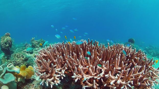 Underwater Scene Coral Reef. Tropical underwater sea fishes. Panglao, Bohol, Philippines.