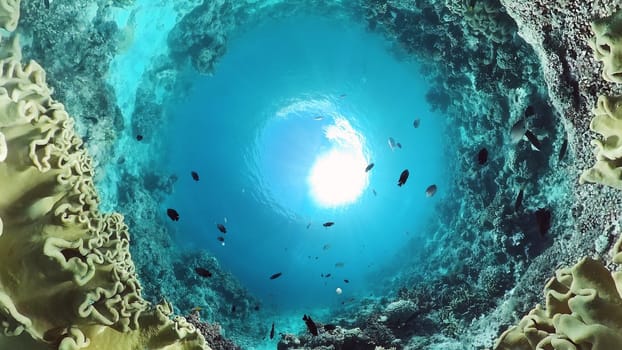 Coral garden seascape and underwater world. Colorful tropical coral reefs. Life coral reef. Panglao, Bohol, Philippines.