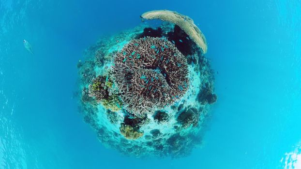 Coral reef underwater with fishes and marine life. Coral reef and tropical fish. Panglao, Bohol, Philippines.