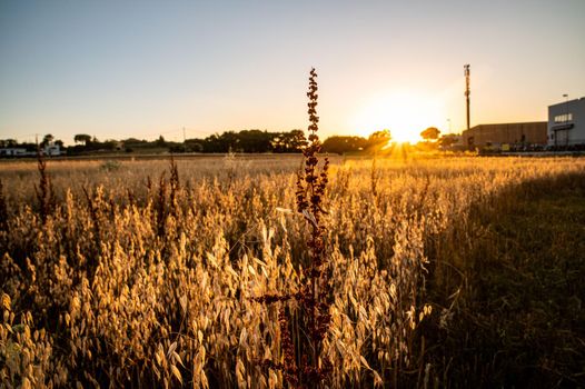 ditch grass at sunset of an orange color in the summer time