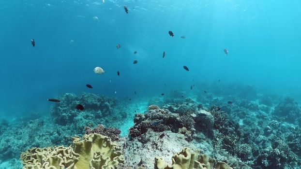 Underwater fish garden reef. Reef coral scene. Seascape under water. Panglao, Bohol, Philippines.