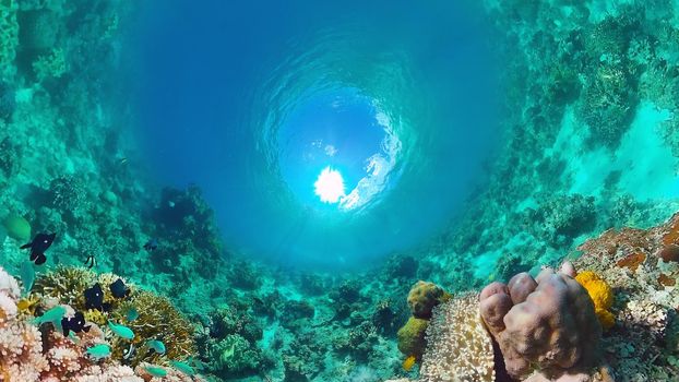 Tropical fishes and coral reef at diving. Beautiful underwater world with corals and fish. Panglao, Bohol, Philippines.