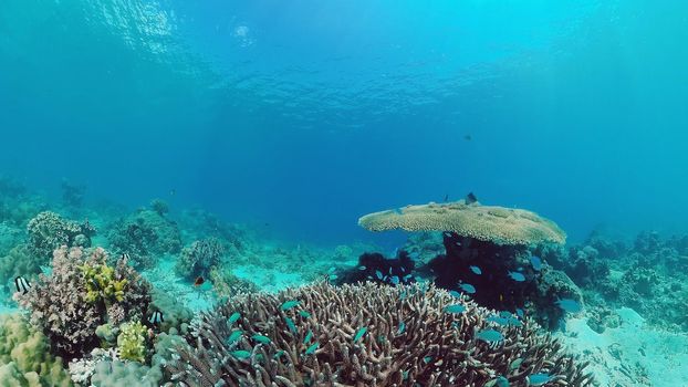 Tropical sea and coral reef. Underwater Fish and Coral Garden. Underwater sea fish. Tropical reef marine. Colourful underwater seascape. Panglao, Bohol, Philippines.
