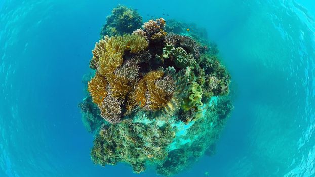 Sealife, Diving near a coral reef. Beautiful colorful tropical fish on the lively coral reefs underwater. Panglao, Bohol, Philippines.