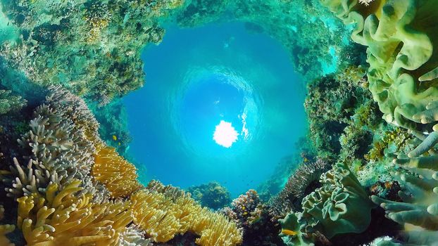 Tropical Fishes on Coral Reef, underwater scene. Panglao, Philippines.