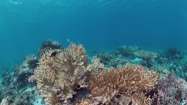Underwater fish garden reef. Reef coral scene. Seascape under water. Panglao, Bohol, Philippines.