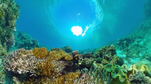 Reef Coral Scene. Tropical underwater sea fish. Hard and soft corals, underwater landscape. Panglao, Bohol, Philippines.