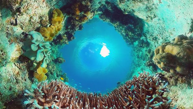 Underwater fish reef marine. Tropical colorful underwater seascape with coral reef. Panglao, Bohol, Philippines.