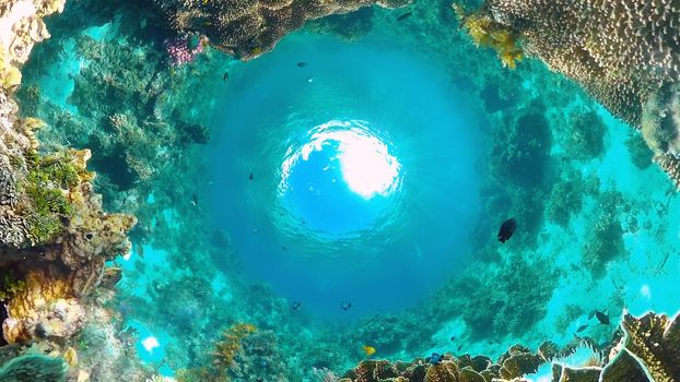 Tropical fishes and coral reef underwater. Hard and soft corals, underwater landscape. Panglao, Bohol, Philippines.