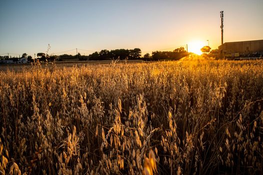 ditch grass at sunset of an orange color in the summer time