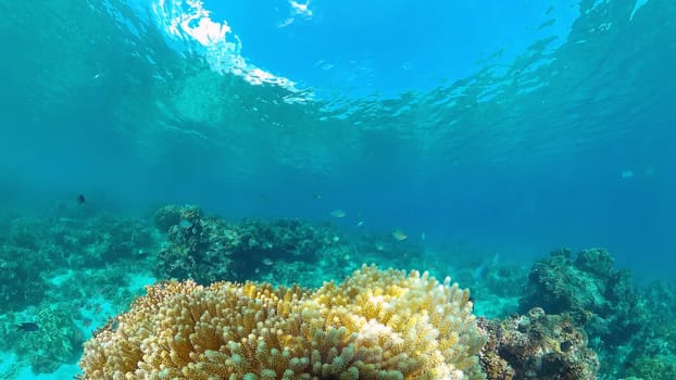 Beautiful underwater world with coral reef and tropical fishes. Panglao, Philippines. Travel vacation concept