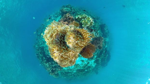 Tropical fishes and coral reef, underwater footage. Seascape under water. Panglao, Bohol, Philippines.