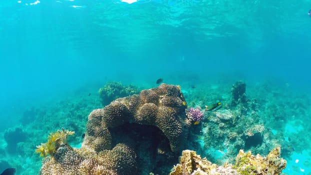 Beautiful underwater world with coral reef and tropical fishes. Panglao, Bohol, Philippines. Travel vacation concept