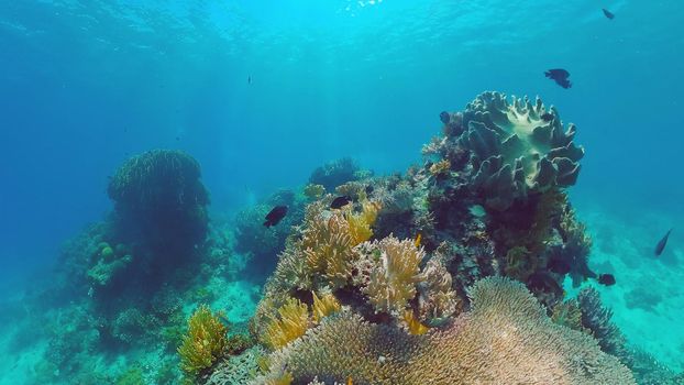 Tropical Fish Corals Marine Reef. Underwater Sea Tropical Life. Tropical underwater sea fishes. Underwater fish reef marine. Tropical colorful underwater seascape. Panglao, Bohol, Philippines.