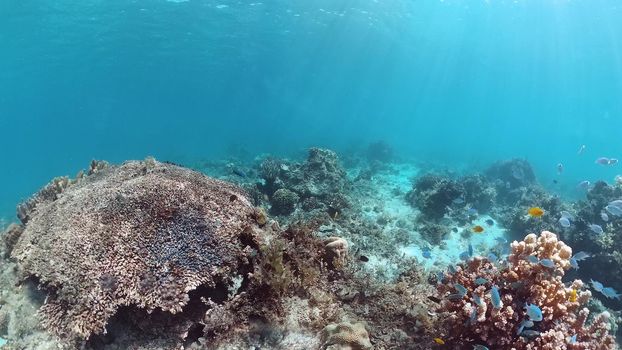 Coral reef and tropical fishes. The underwater world of the Philippines. Panglao, Bohol, Philippines.