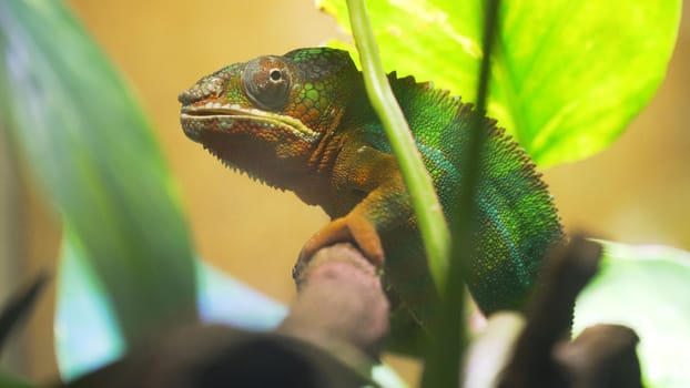 Chameleon sitting on a branch among the green foliage.
