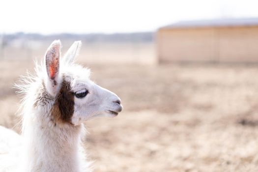 Cute animal alpaka lama on farm outdoors With funny teeth