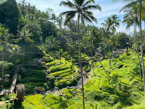 Beautiful rice terraces in the moring light near Tegallalang village, Ubud, Bali, Indonesia. High quality photo