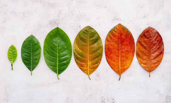 Different age of leaves and colour set up on white concrete background. Ageing and seasonal concept colorful leaves with flat lay and copy space.